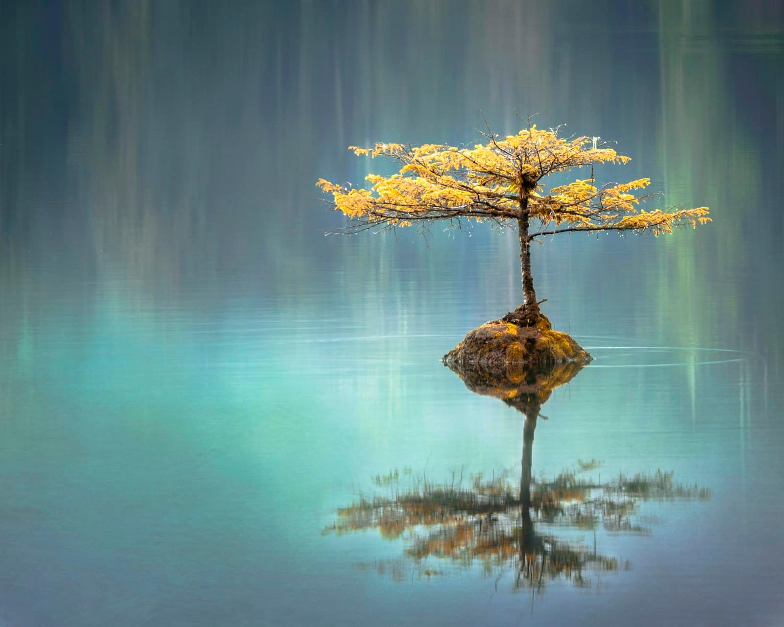 A small tree growing from a mossy rock in still, mirror-flat lake water, surrounded by soft reflected forest light.